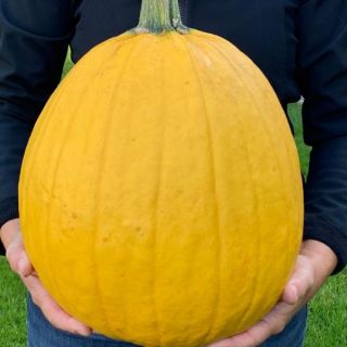 Lemonade Pumpkin Thumbnail
